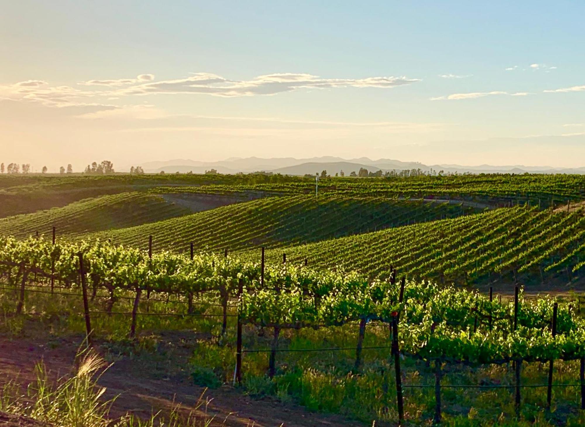 Bed and Breakfast Domaine Chardonnay Temecula Exterior foto
